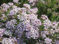 Agathosma glabrata
