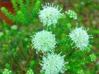 Agathosma gonaquensis