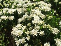 Agathosma imbricata
