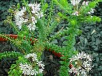 Agathosma lanceolata
