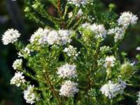 Image of Agathosma capensis