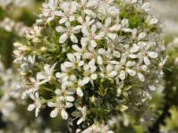 Agathosma mucronulata 
