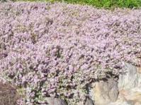 A.ovata 'Kluitjieskraal'