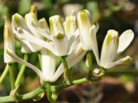Albuca batteniana