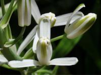 Flowers of Albuca nelsonii. (Alice Notten)