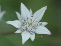 Alepidea amatymbica 