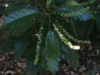 Allophylus dregeanus leaves and flowers
