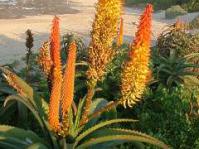 Aloe africana
