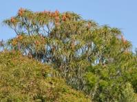 Aloidendron barberae