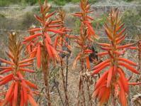 Aloe brevifolia var. brevifolia