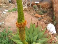 Aloe broomii: Photo:E van Jaarsveld