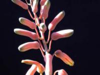 Aloe catengiana, flowerhead. (Image Duke Benadon)