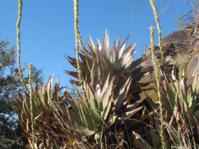 A group of Aloe chlorantha plants in flower