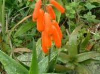 Aloiampelos ciliaris var.ciliaris