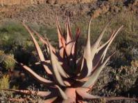 Aloe comosa in habitat