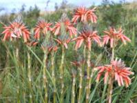 Aloe cooperi