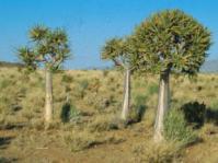 Aloidendron dichotomum