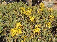 Bush in flower