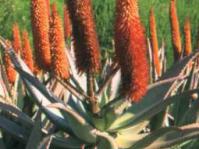 Aloe ferox