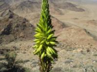 Flowering in habitat