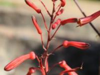 Aloe greenii
