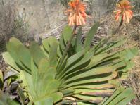 Kumara haemanthifolia