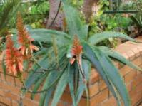 Aloe hardyi in conservatory at Kirstenbosch