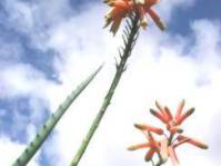 Aloe huntleyana