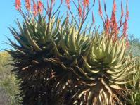 Aloe khamiesensis plants