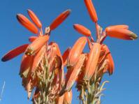 Aloe krapohliana flowers