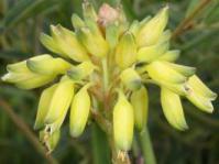 Aloe linearifolia flowers