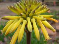 Aloe maculata inflorescence