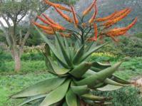 Growing in Kirstenbosch