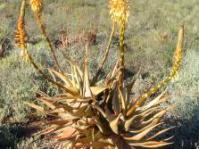 Aloe microstigma
