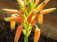 Aloe nubigena