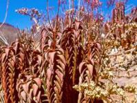 Aloe pearsonii