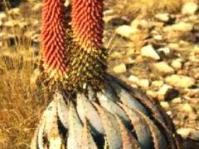 Aloe peglerae