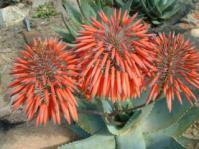Aloe mitriformis