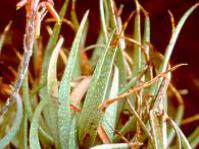Aloe pictifolia growing at Kirstenbosch NBG
