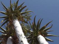 Stems leaves and old inflorescences