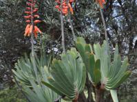 Kumara plicatilis
