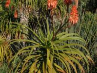 Aloe pluridens