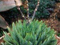 Aloe polyphylla