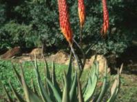 Aloe reitzii var. reitzii