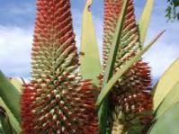 Aloe speciosa flower heads