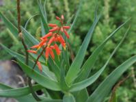 Aloiampelos tenuior var. rubriflora, Kirstenbosch NBG