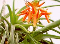 Aloe thompsoniae in a hanging baskets