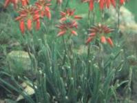Aloe verecunda