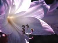 Amaryllis belladonna