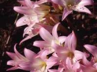 Amaryllis belladonna: Photo C Paterson-Jones